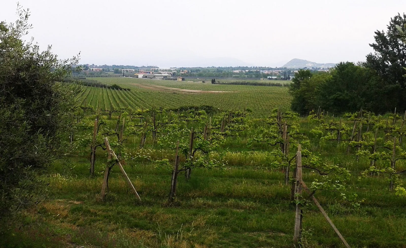 Filari di vigneti sulle colline moreniche a sud del Lago di Garda, nella zona del Lugana